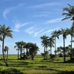 voyage-casamance-530x400-c-51x71